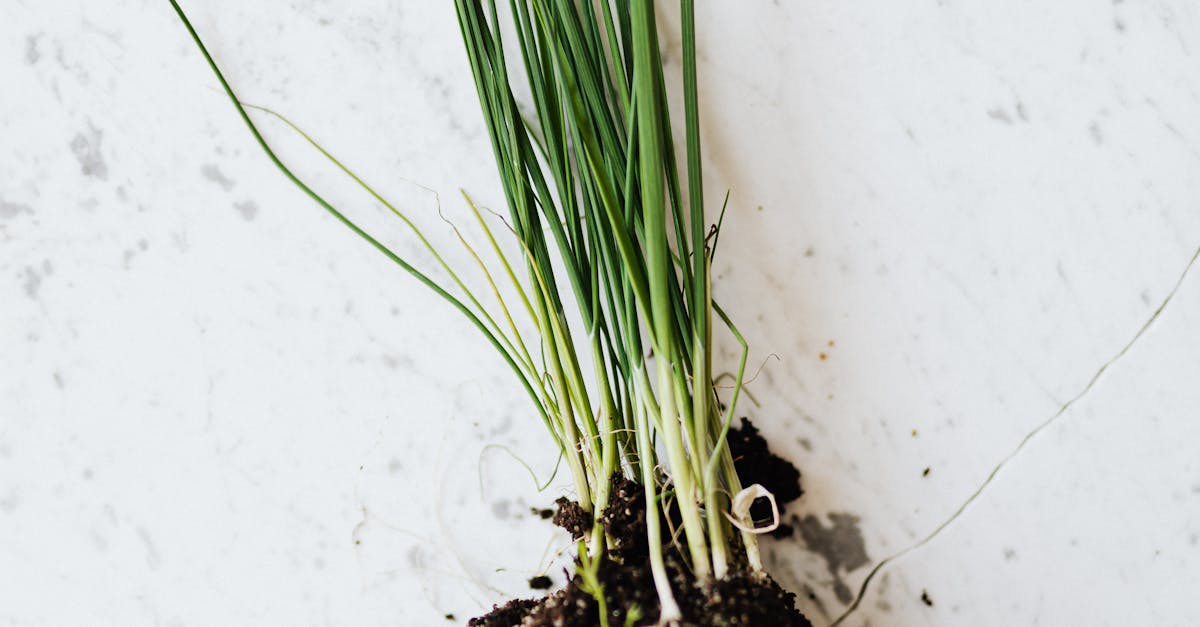 How to plant onions that have sprouted