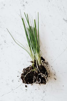 Fresh chives image