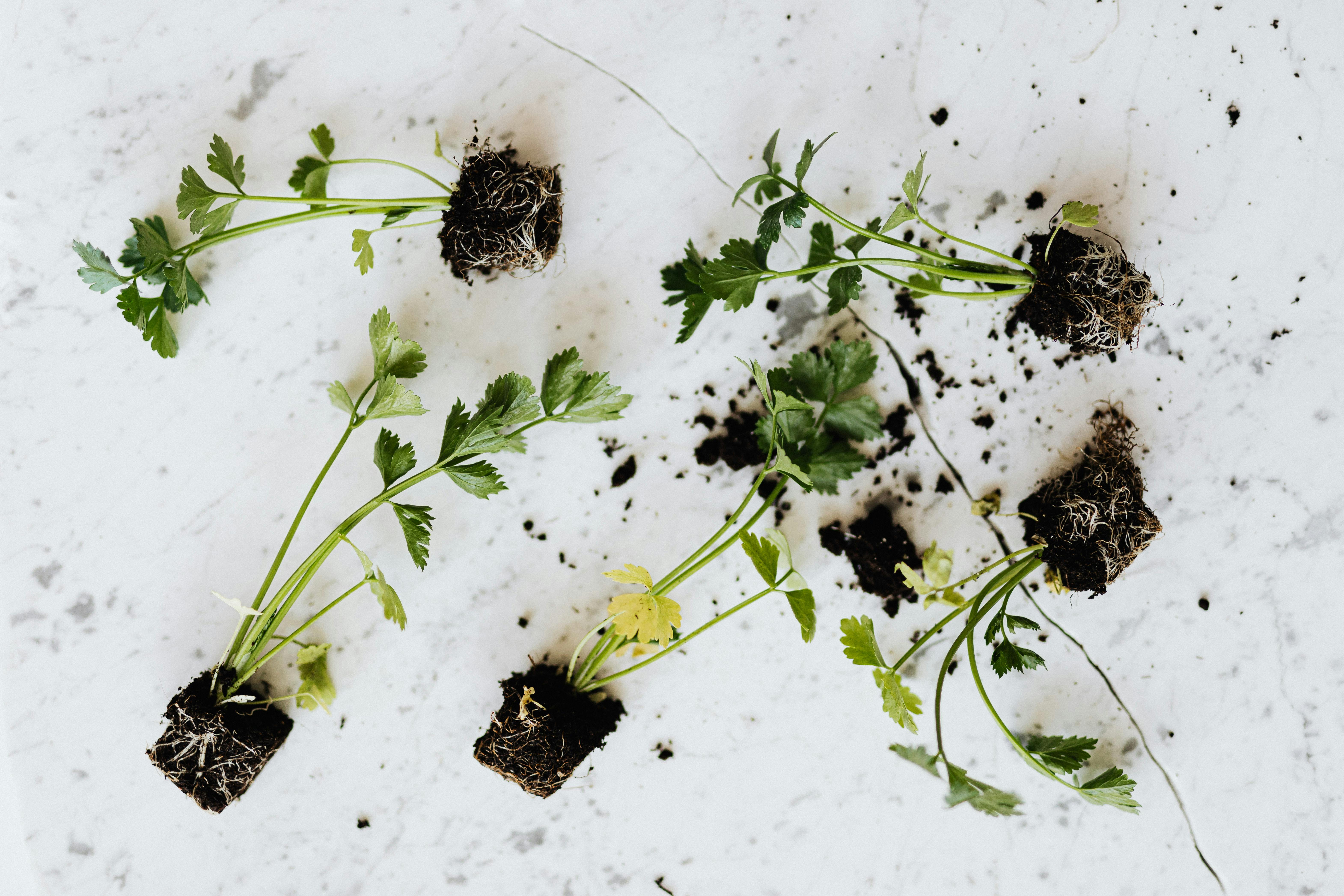 Choisir la Plante Idéale pour le Bouturage