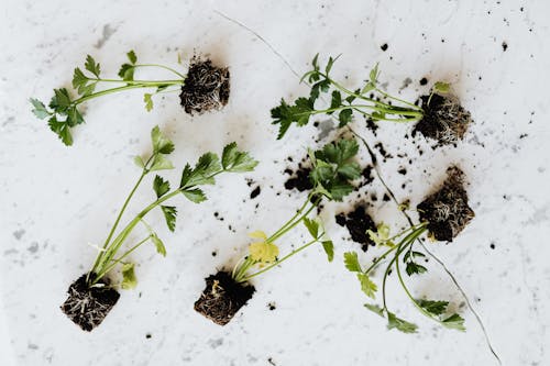 Free From above of small fresh parsley sprouts with soil on roots placed on white marble surface waiting for planting or healthy food adding Stock Photo