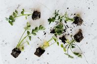 From above of small fresh parsley sprouts with soil on roots placed on white marble surface waiting for planting or healthy food adding