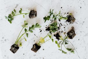From above of small fresh parsley sprouts with soil on roots placed on white marble surface waiting for planting or healthy food adding
