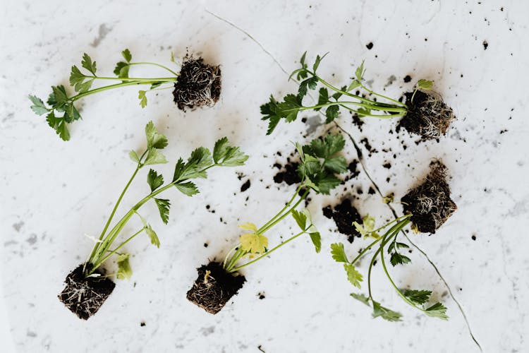 Green Parsley Seedlings On Marble Table