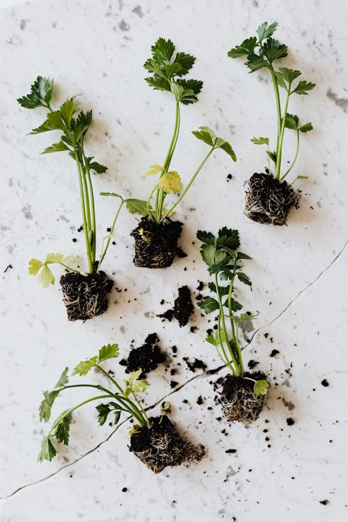 Green seedlings of parsley on marble desk