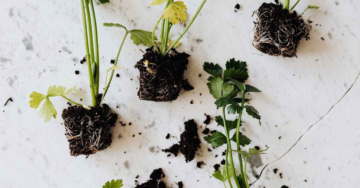 How do you get rid of fire ants in a vegetable garden
