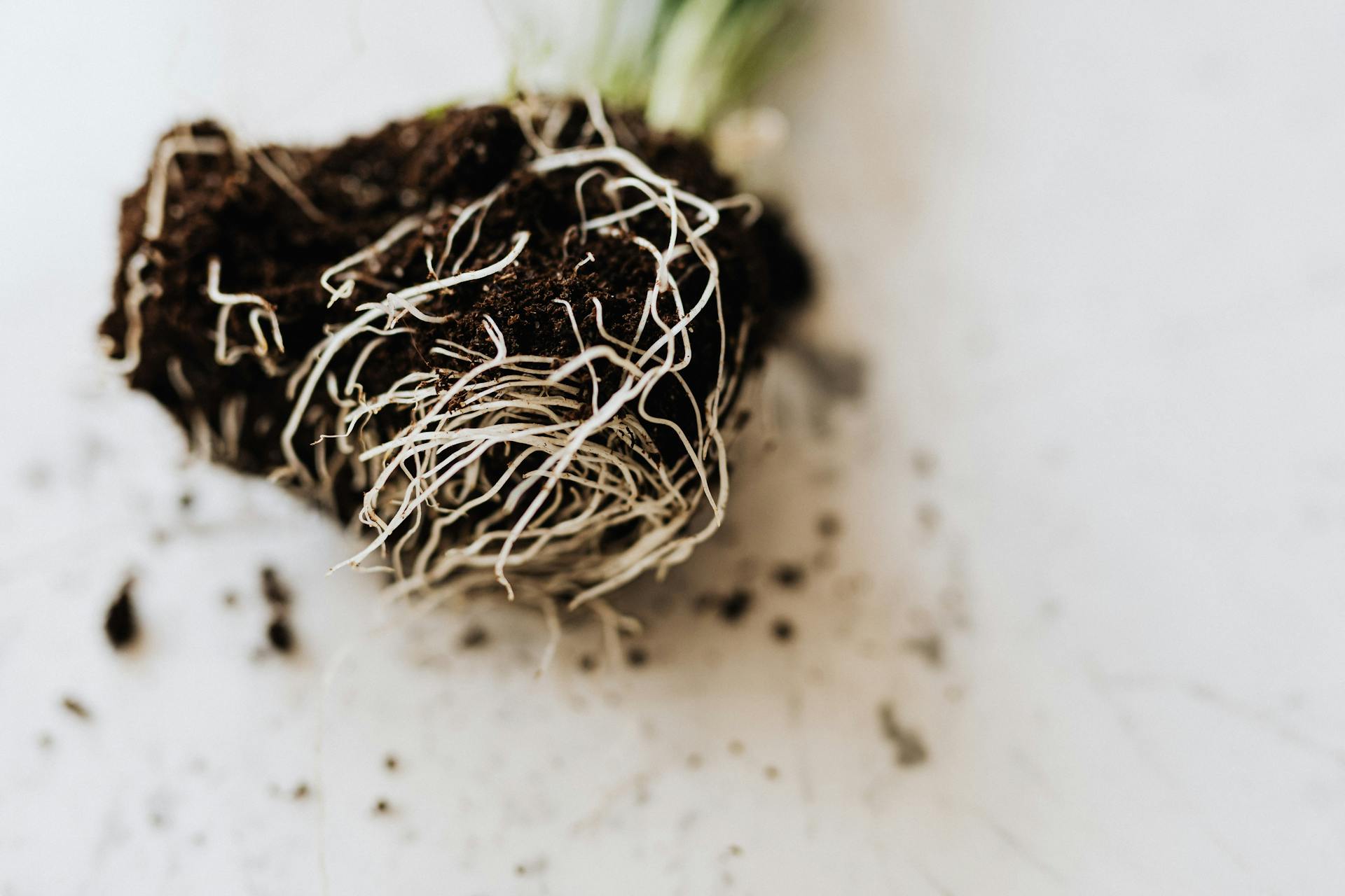 From above dirty roots with fertile soil of delicate small green plant prepared for gardening placed on marble table