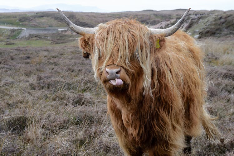 Brown Highland Cattle On Field Of Grass