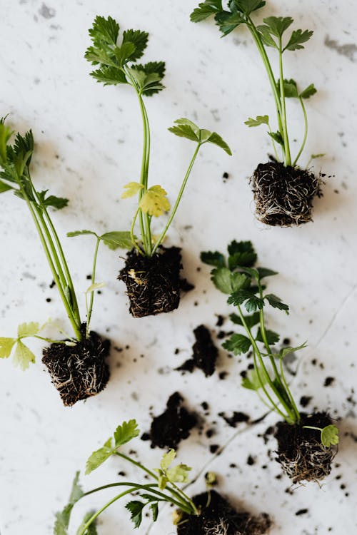 Top view of parsley seedlings with thin stems and green leaves with black ground spill on marble surface with crack