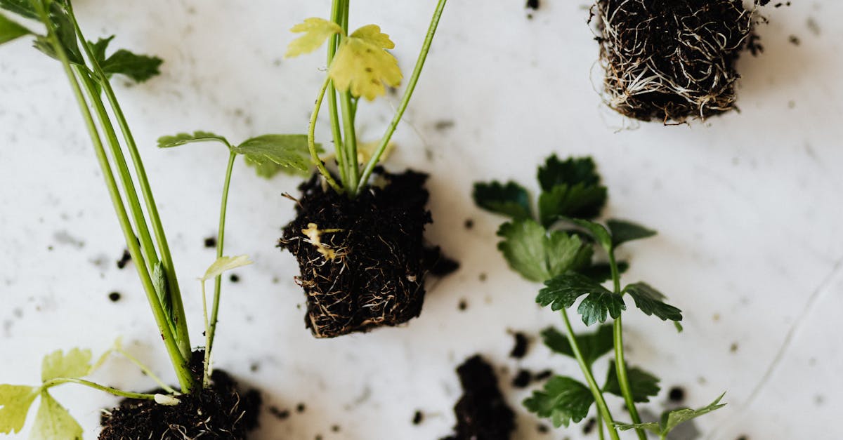 My tongue is yellow and cracked