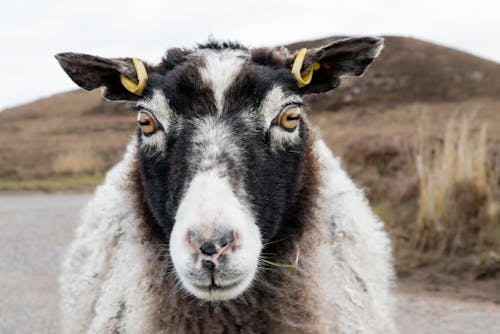 Gratis arkivbilde med ansikt til ansikt, blackface sheep, dyr