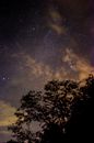 星空令人惊叹，树木轮廓清晰，云朵零星点缀