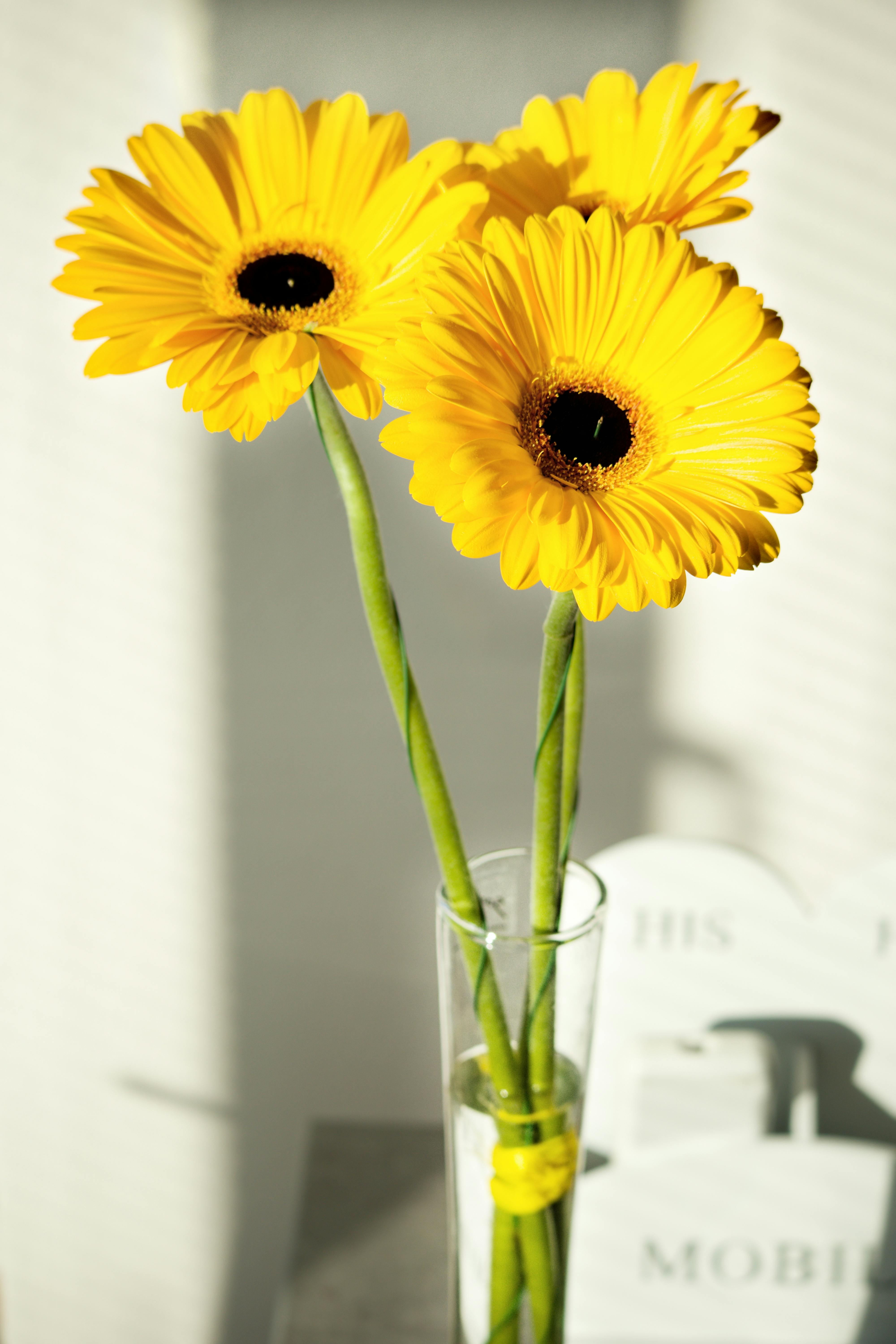 Download Yellow Sunflower In Clear Glass Vase Free Stock Photo Yellowimages Mockups