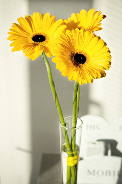 Free Yellow Sunflowers in Clear Glass Vase Stock Photo