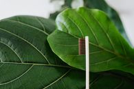 将可持续牙刷置于大绿叶上，以强调自然口腔护理