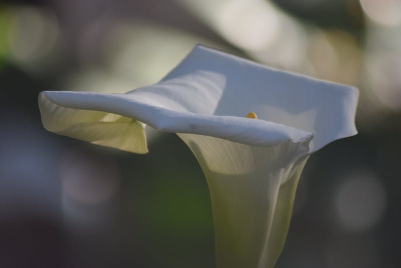 대마종자유 이미지