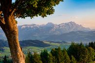 Green Trees Near Mountain