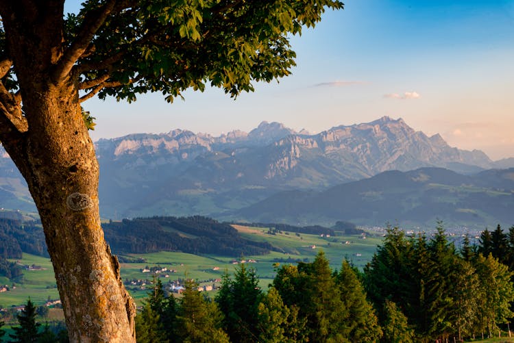 Green Trees Near Mountains