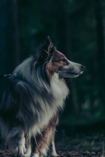 Stoneware Dinner Set