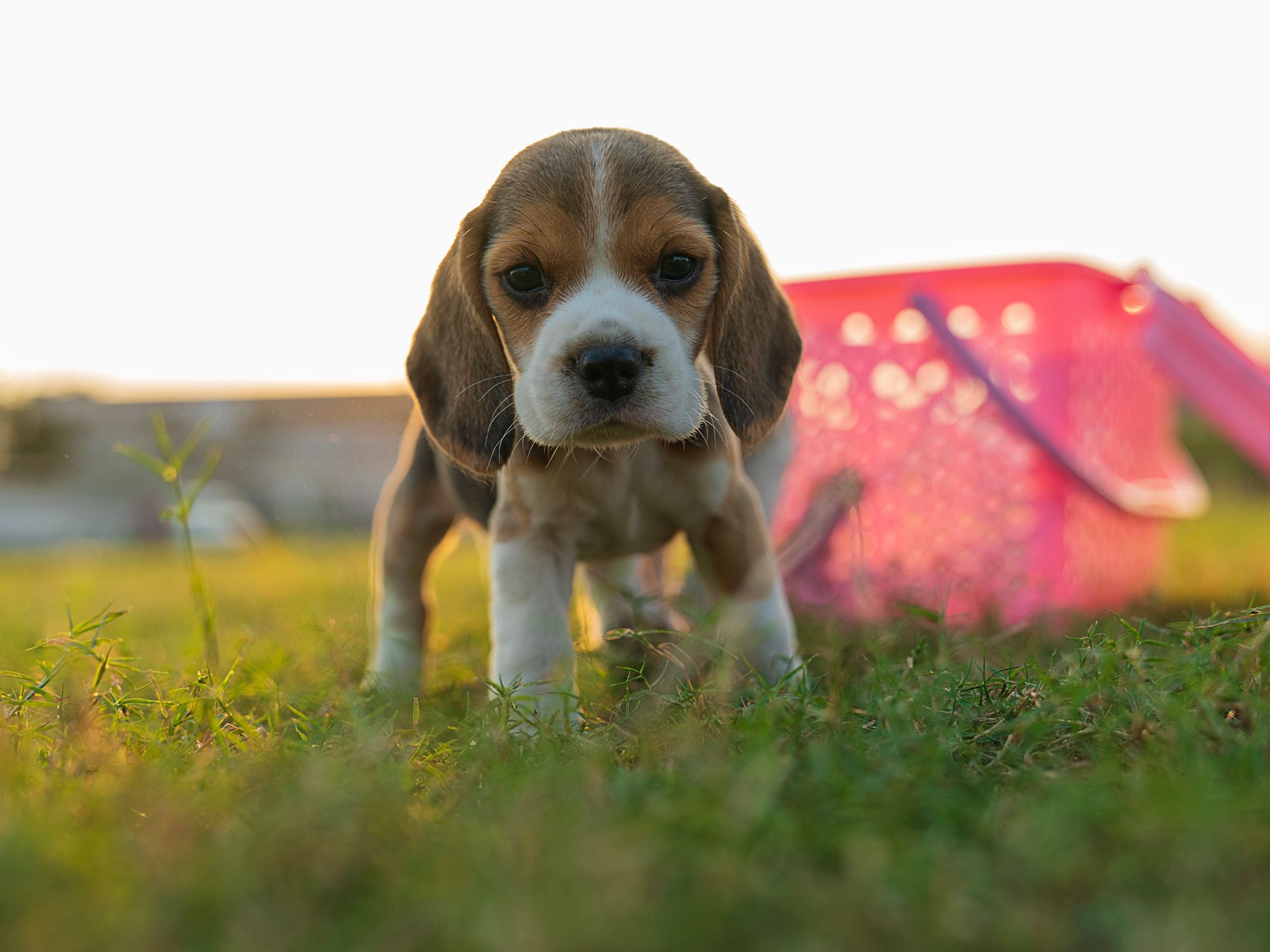 Adorable little Beagle puppy with white and brown fur standing on sunny lush lawn near pink basket and looking at camera with interest