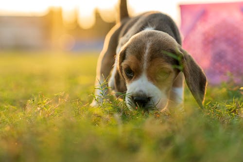 Funny little Beagle puppy walking on lush meadow in nature on sunny summer day