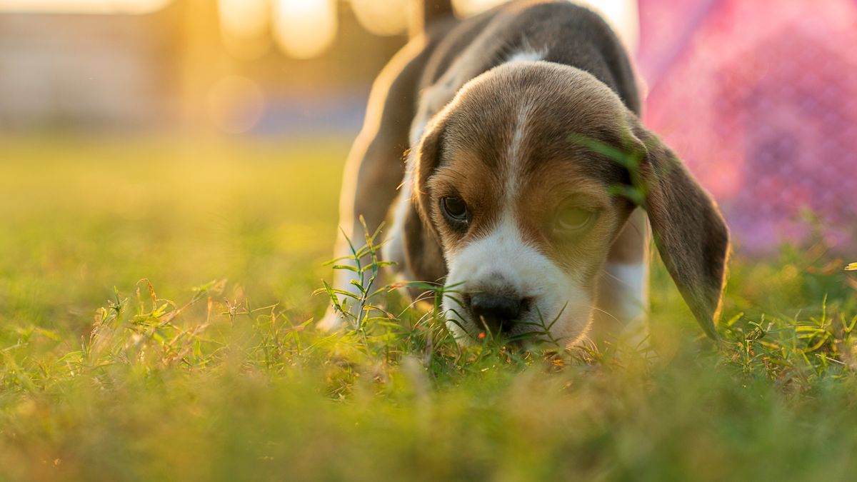 Junger Beagle steht auf einer Wiese; Symbolbild für Welpen und Trainingsbelohnungen