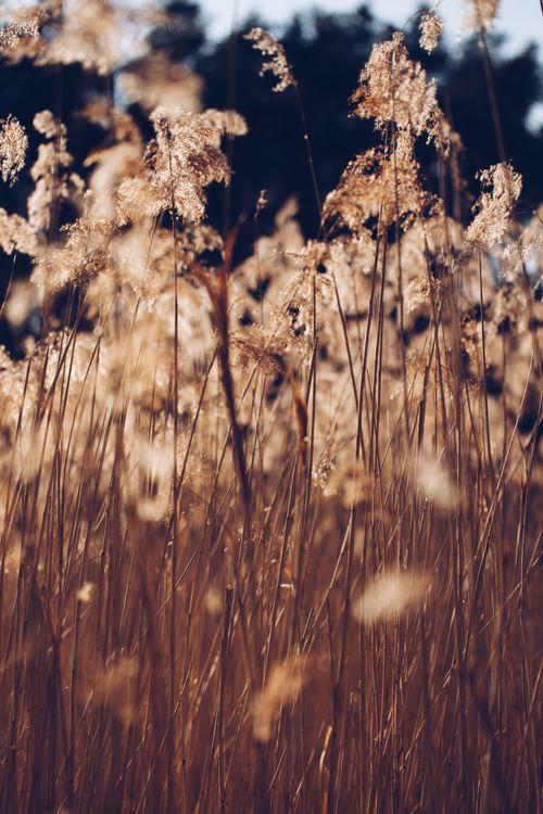 Free Field of wild grass swaying gently under a bright blue sky, captured in warm sunlight. Stock Photo