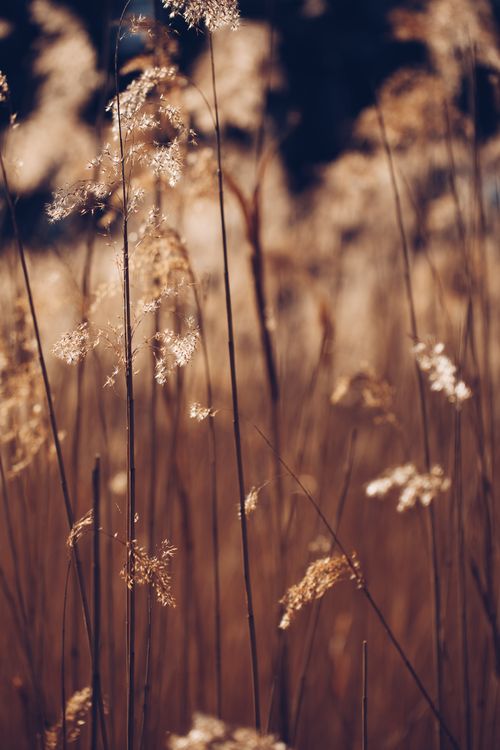 Free Sunlit tall grasses with fluffy seed heads swaying gently in the breeze. Stock Photo