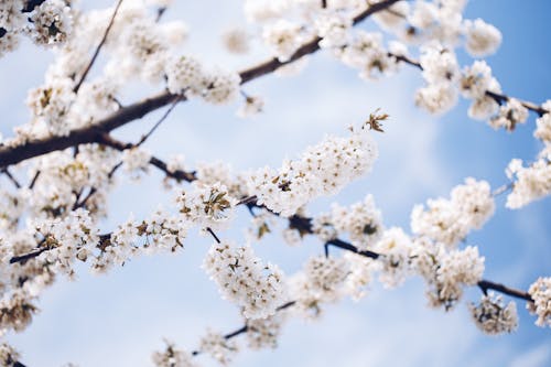 Ağaç dalları, bahar, Beyaz çiçekler içeren Ücretsiz stok fotoğraf