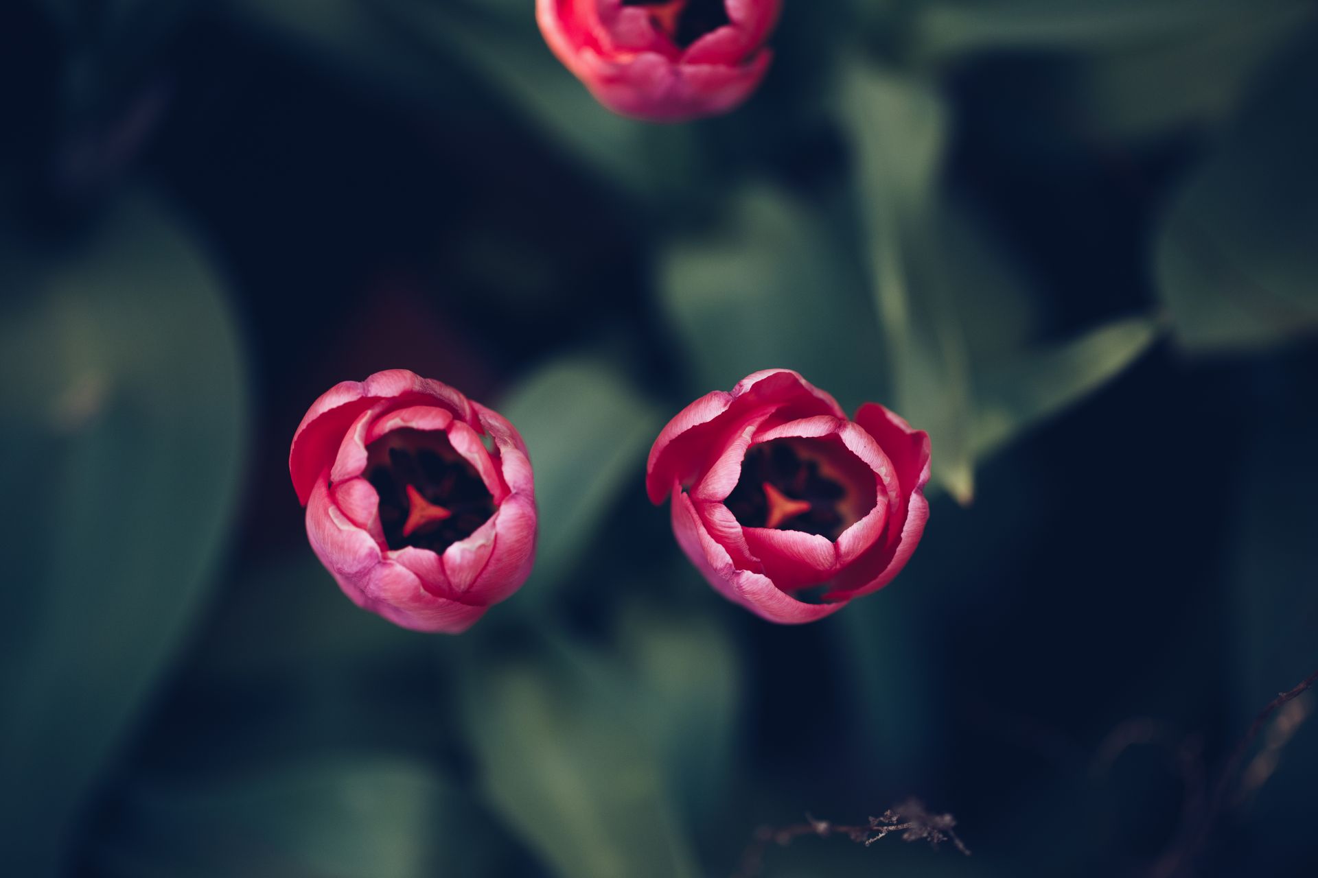 Vibrant pink tulip flowers captured in a close-up, highlighting nature's beauty.