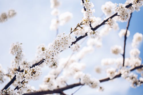 White Cherry Blossom in Bloom