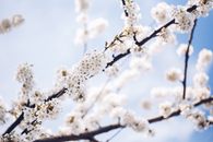 春天，白樱花绽放在清澈蓝天下，点缀着树枝