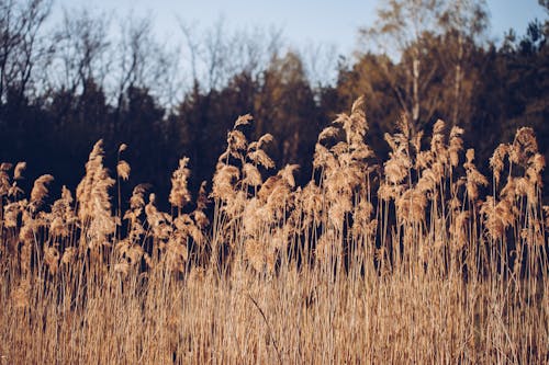 Dry Grass on Windy Autumn Day