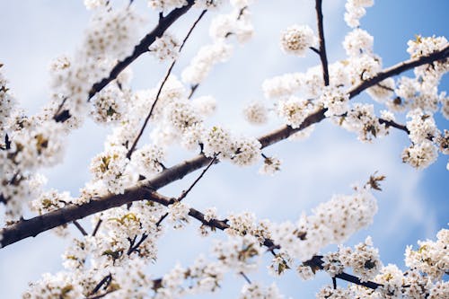 Gratis stockfoto met drzewo, kwiat, wiosna
