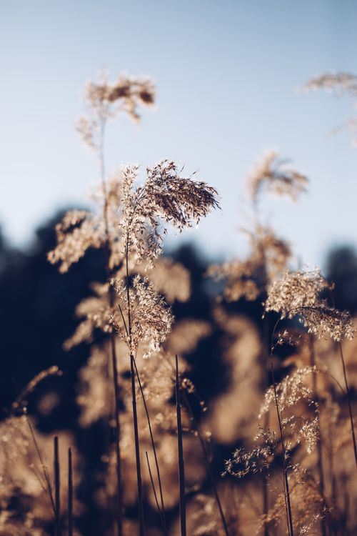 Free Close-up of golden brown meadow grass in the sunlight with a soft focus background. Stock Photo