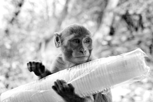 Black and white of funny toque macaque carrying pile of plastic cups and looking away in zoo