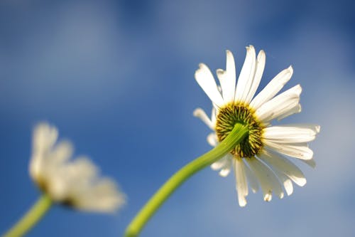 Selective Focus Photography of White Daisy Flower