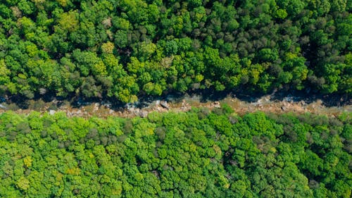 Top View Photo of River Between Green Trees