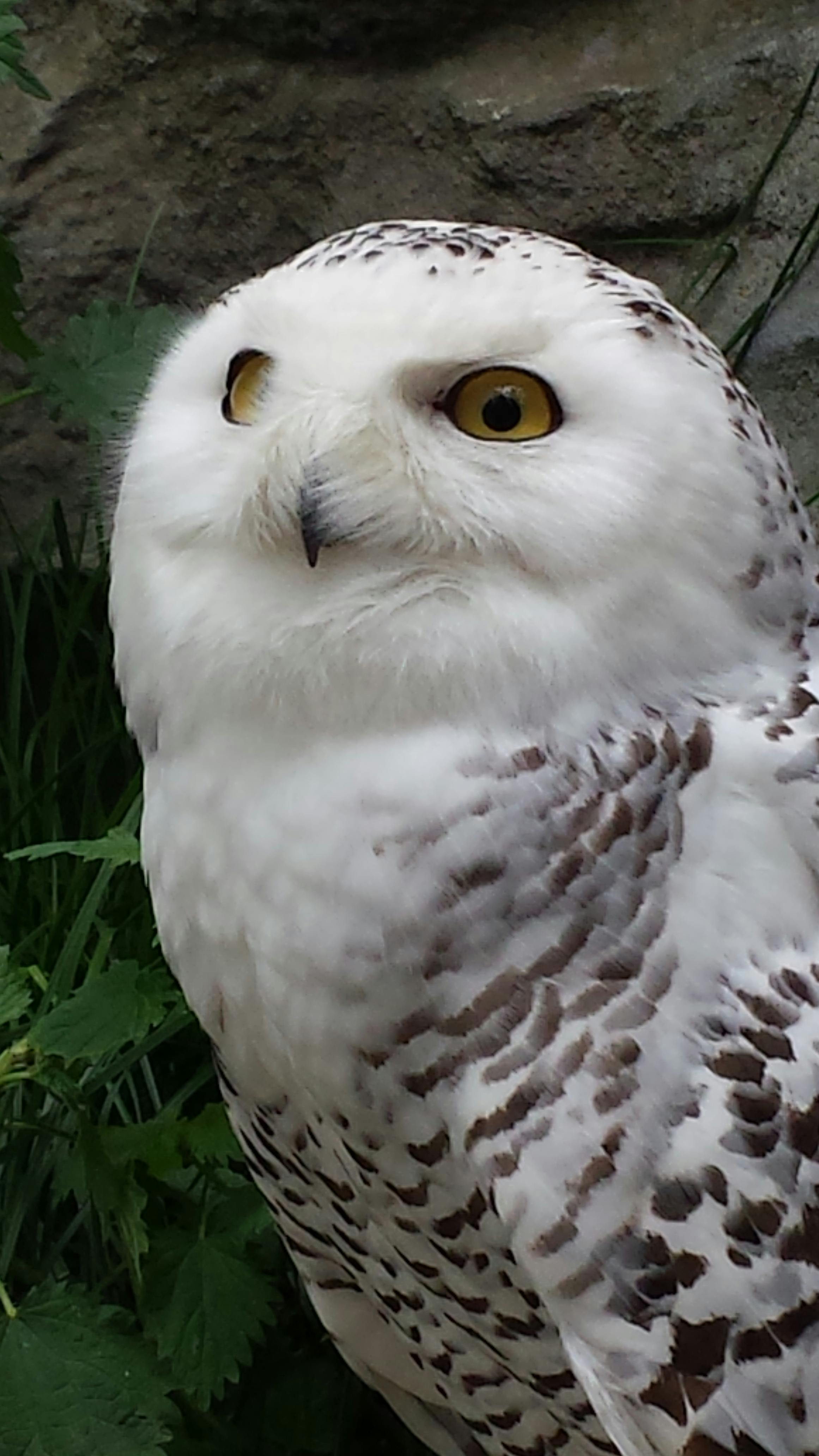 Free stock photo of owl