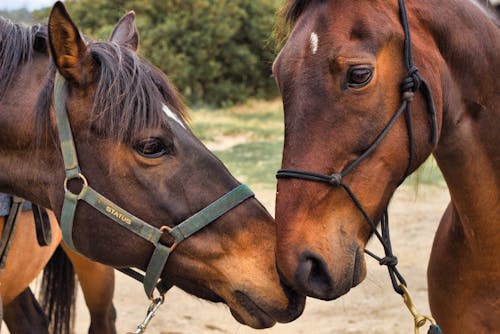 Free Photo of Two Brown Horses Stock Photo
