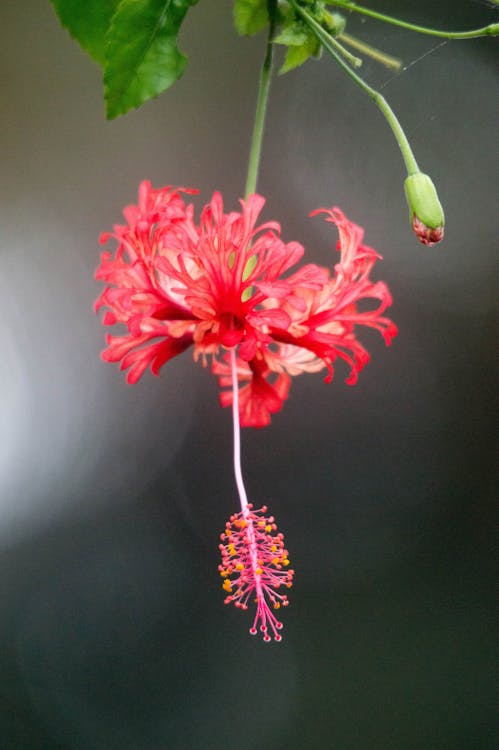 Fotobanka s bezplatnými fotkami na tému červený kvet, farba, flóra
