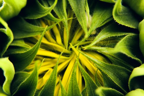 Closeup of spiky leaves of blooming sunflower