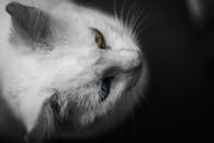 一只白猫的特写镜头十分迷人，它那双醒目的蓝黄眼睛展现出独特的外观