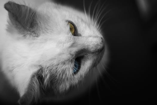 一只白猫的特写镜头十分迷人，它那双醒目的蓝黄眼睛展现出独特的外观