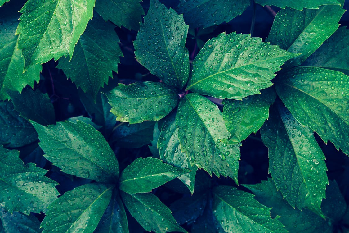 Droplets on fresh shiny green leaves of plant growing in forest on sunny day