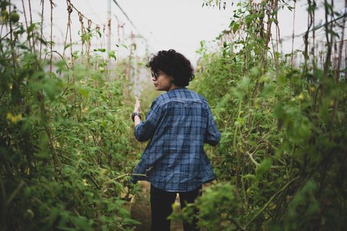 Free A person in casual attire walking through a vibrant greenhouse in India surrounded by lush tomato plants. Stock Photo