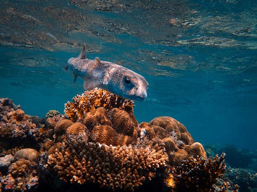 Spotfin burrfish swimming underwater near corals