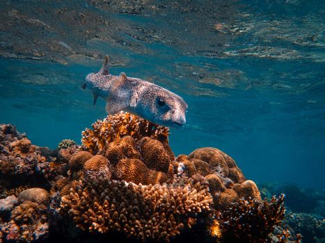 Spotfin burrfish swimming underwater near corals