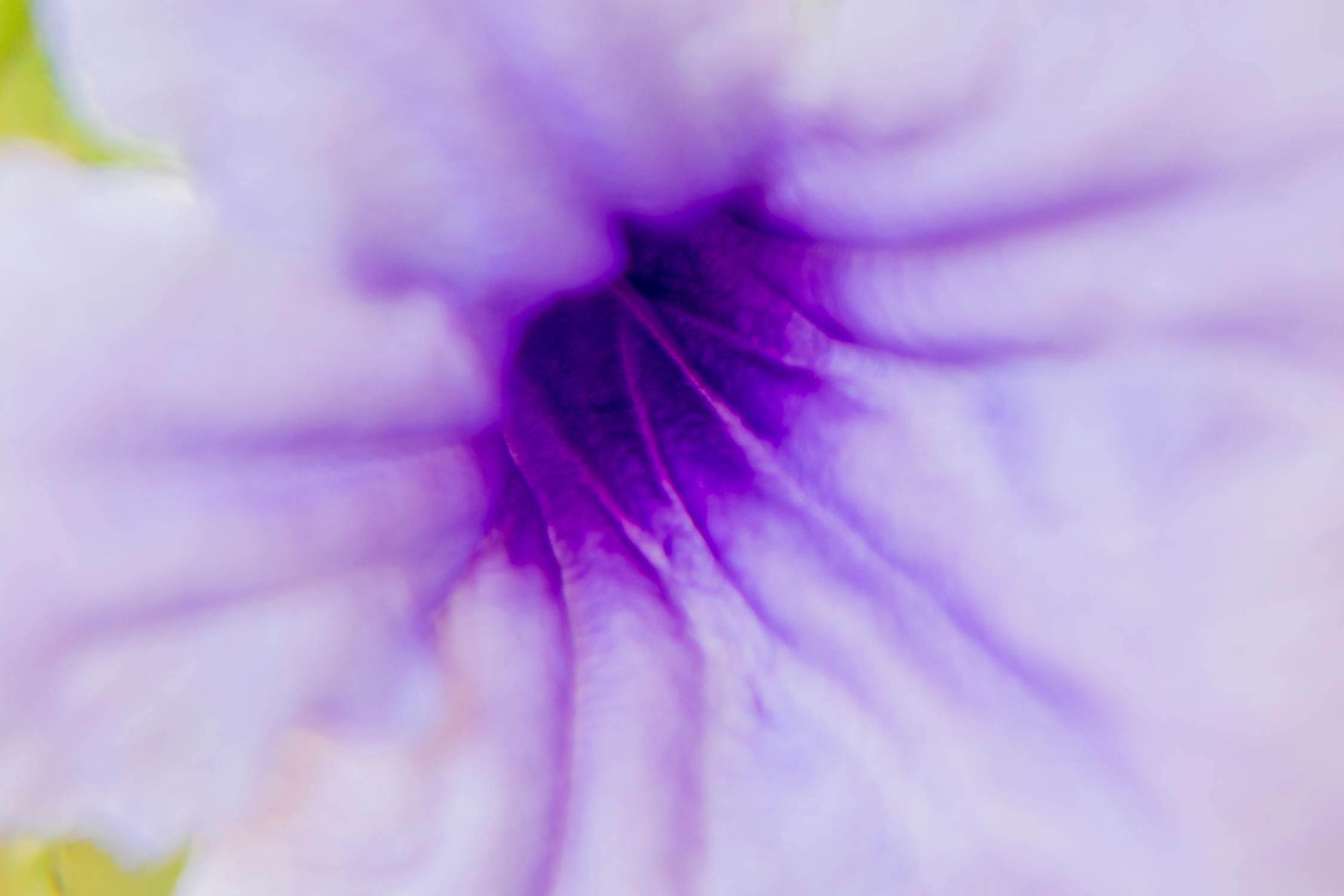 Purple flower macro extreme close up