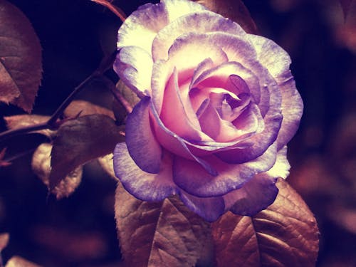 無料 白と紫の花びらの花 写真素材