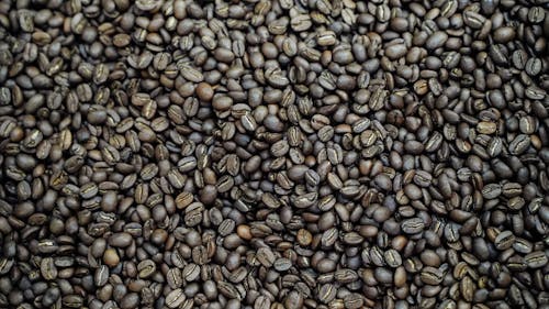 Kostnadsfri bild av arabica, hög, kaffebönor